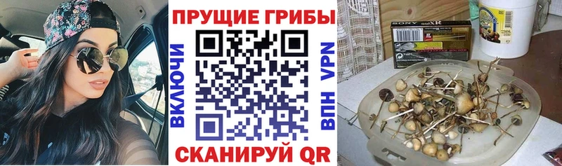 Галлюциногенные грибы Cubensis  Купить  Гатчина 